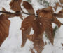Identifying Trees in Winter